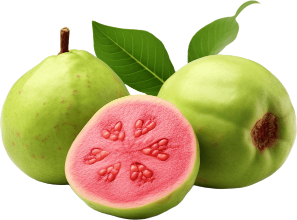 Synadentix Guava Fruit Powder